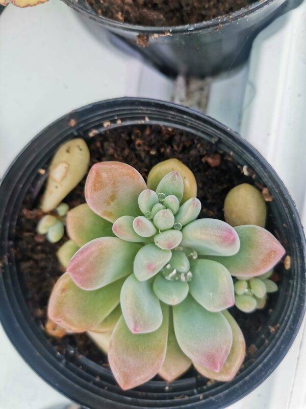 Pachyphytum "Cutie Angel" Korean