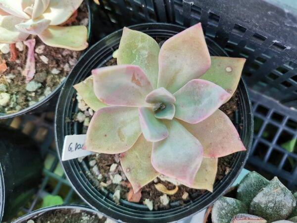 Graptoveria Douglas Huth - Image 2