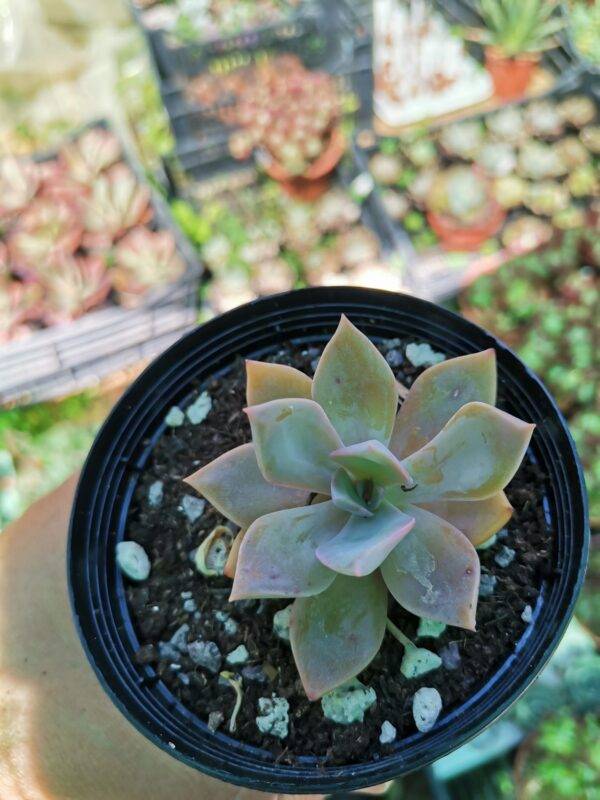 Graptoveria Douglas Huth - Image 3