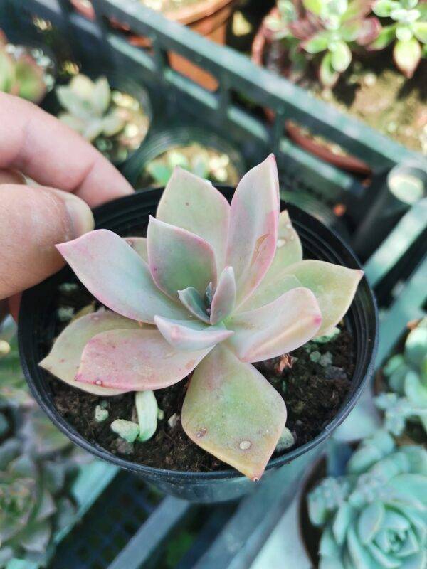 Graptoveria Douglas Huth