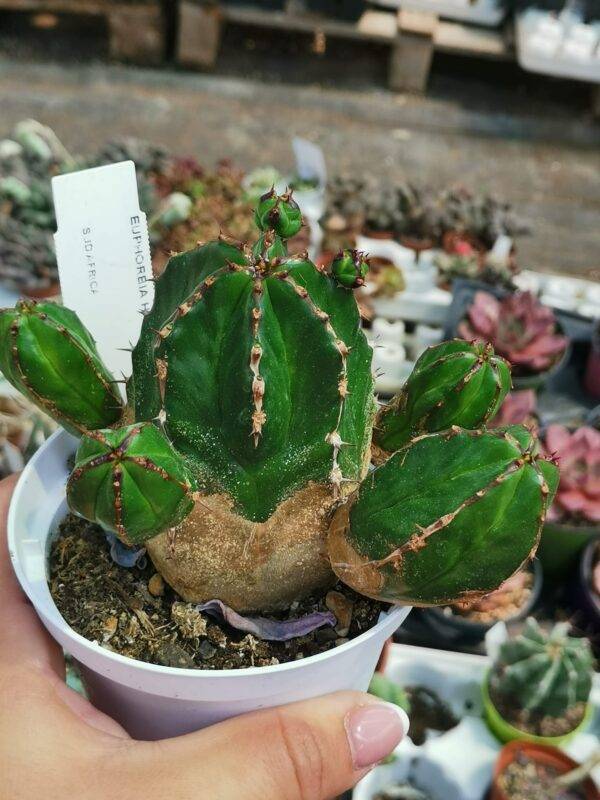 Euphorbia Handiensis