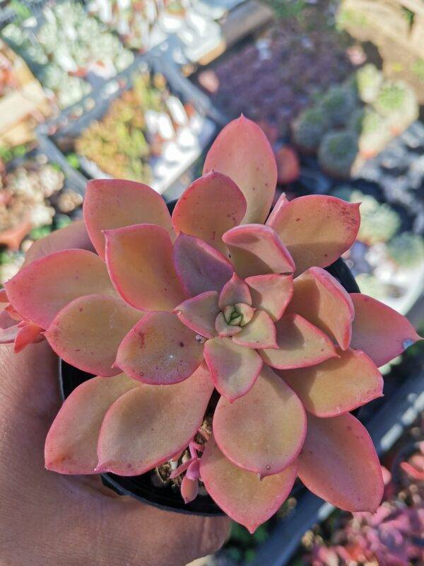 Echeveria Noble korean