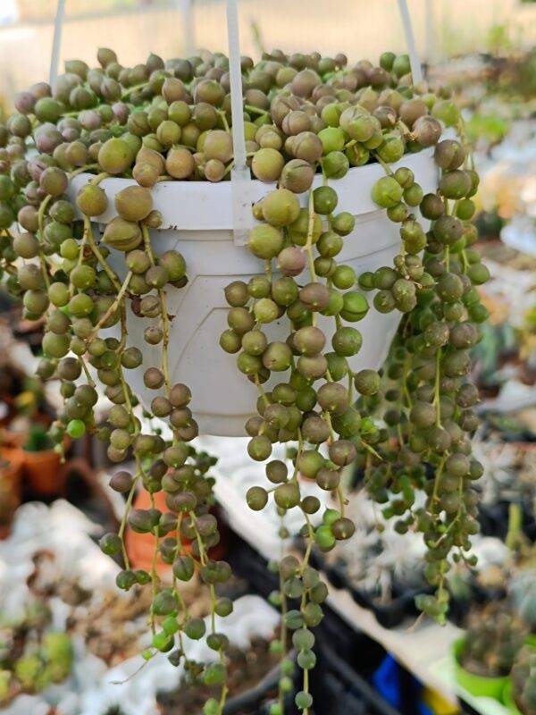 Senecio Rowleyanus Variegata o Pianta del Rosario - immagine 3
