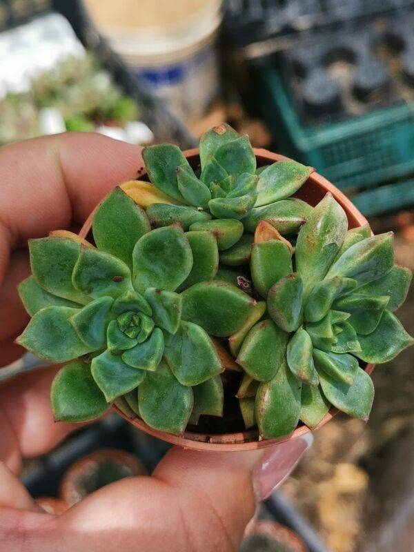 Echeveria Green Emerald