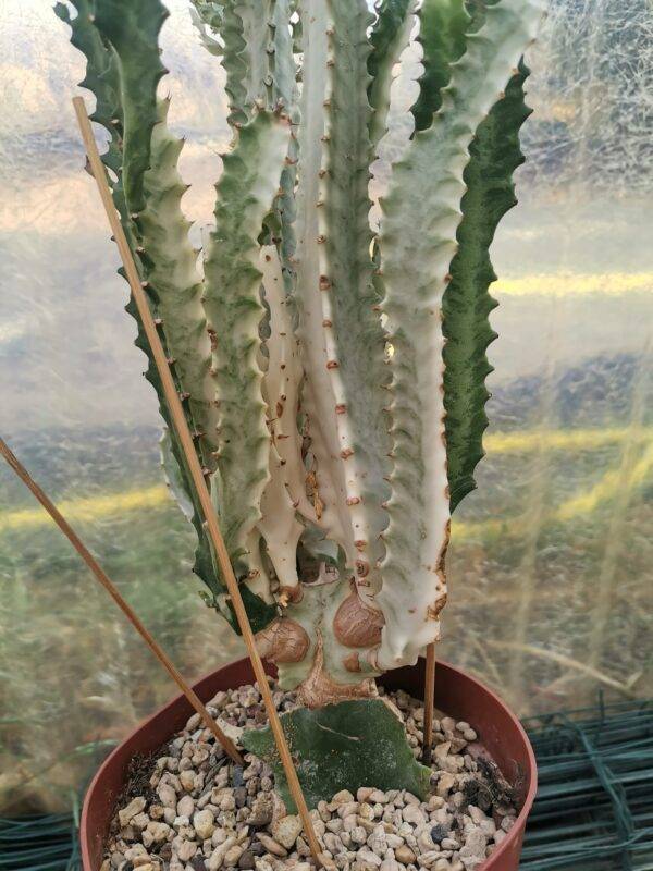 Euphorbia Trigona rubra Variegata accestita Innestata - immagine 2