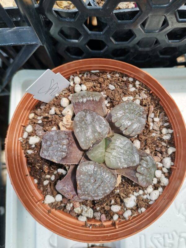 Haworthia Spring Thunder
