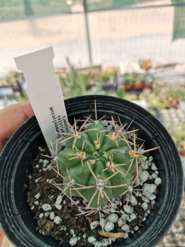 Gymnocalycium monvillei Steineri