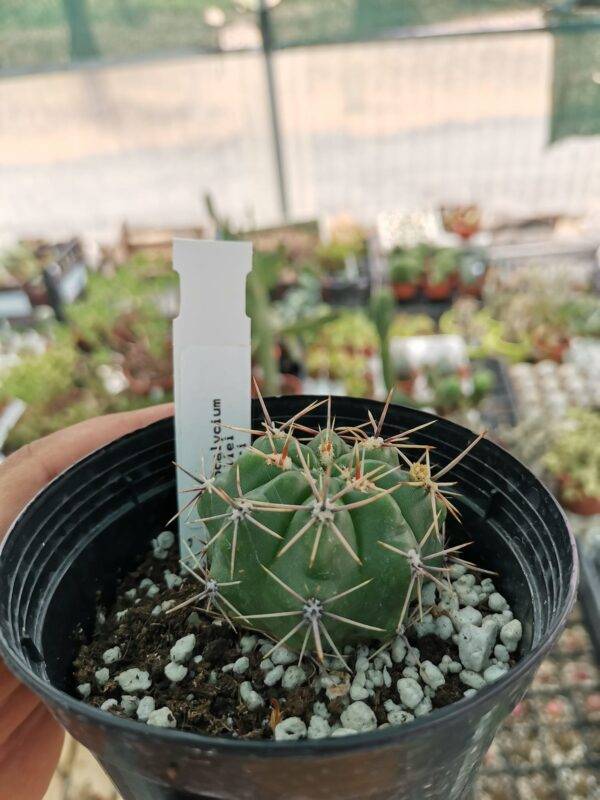 Gymnocalycium monvillei Steineri - immagine 2