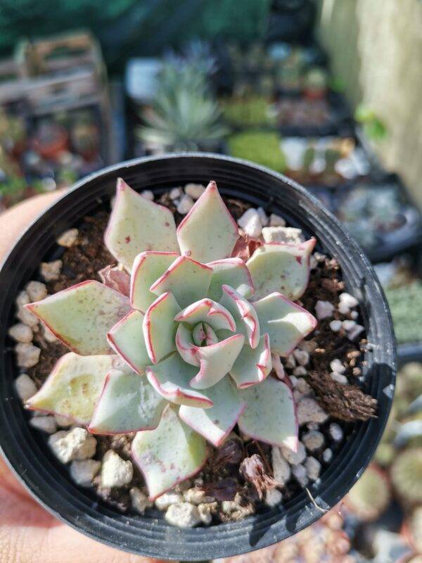 Echeveria Strictiflora