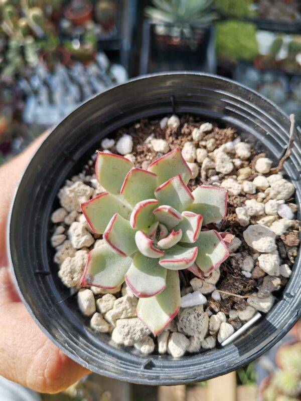 Echeveria Strictiflora - immagine 3