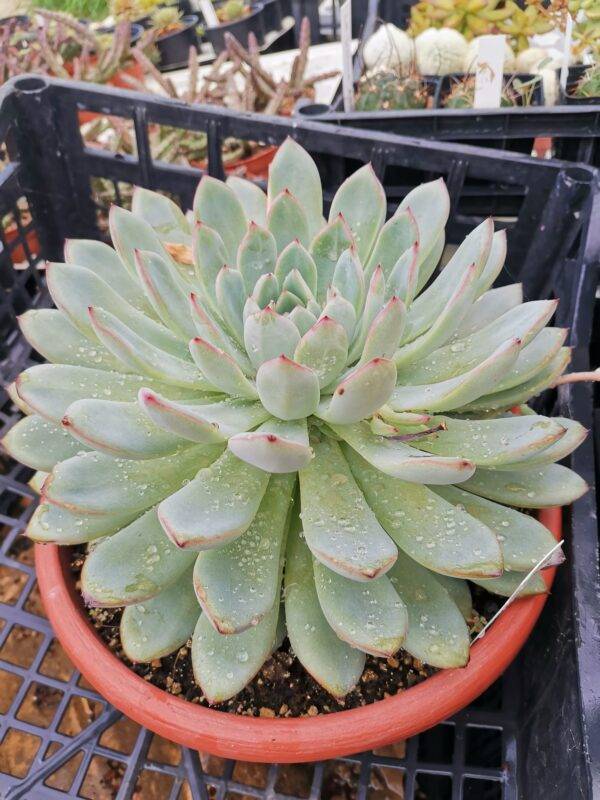 Echeveria Apus big size - immagine 2