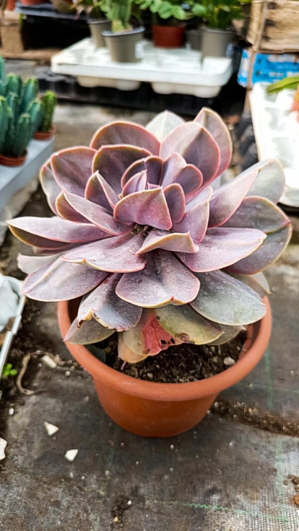 Echeveria Serena Big