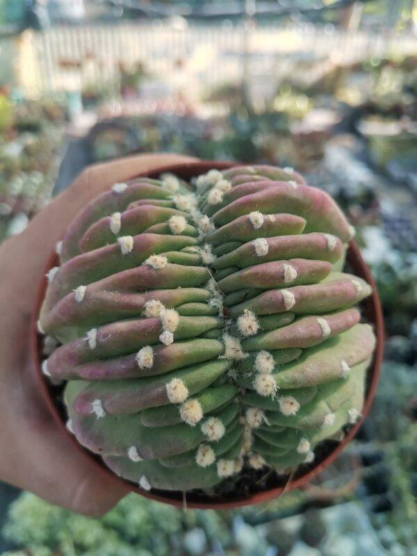 Echinopsis Subdenudata Crestata - immagine 3