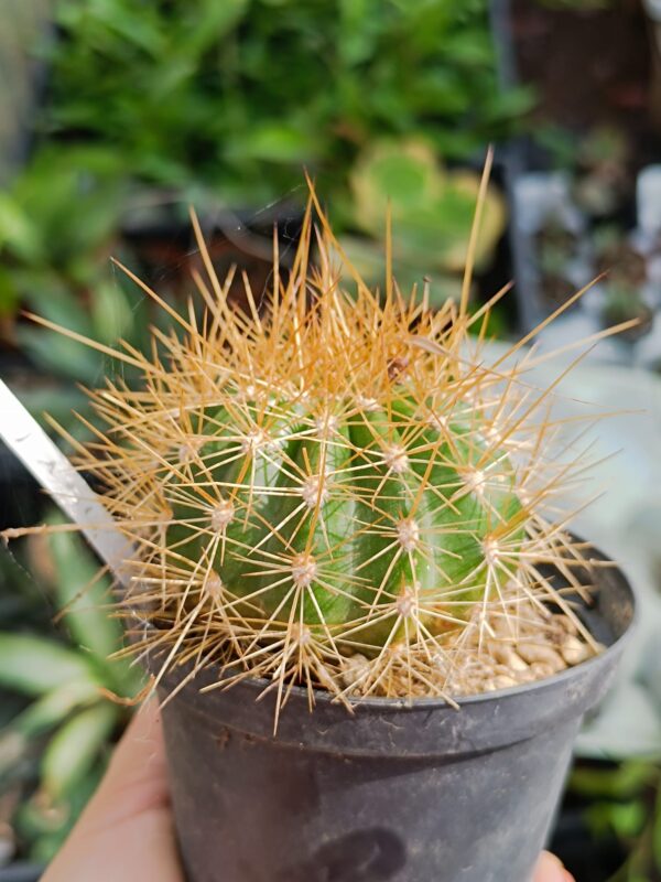Trichocereus hybrid v 134 - Image 2