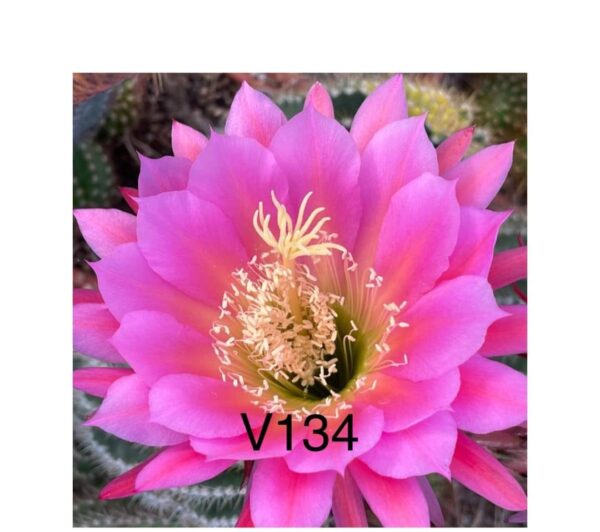 Trichocereus hybrid v 134