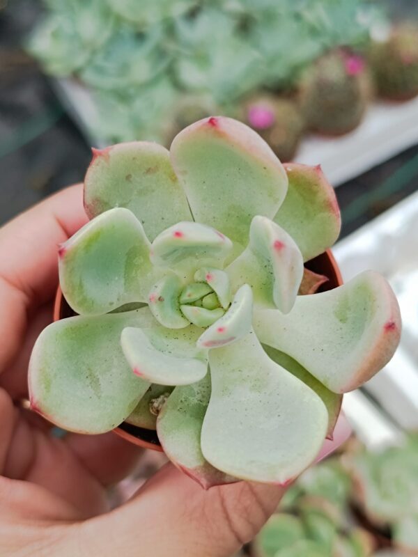 Echeveria agavoides Salmon - immagine 2