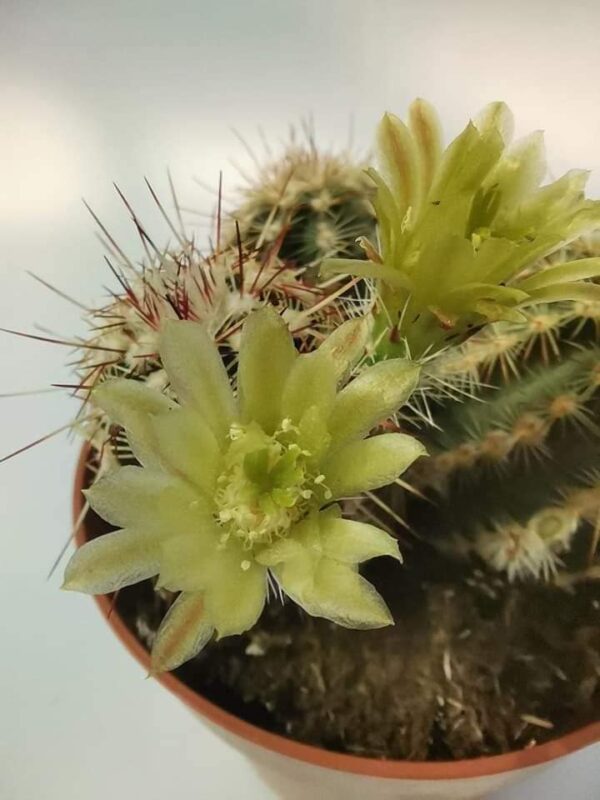 Echinocereus viridiflorus - immagine 4