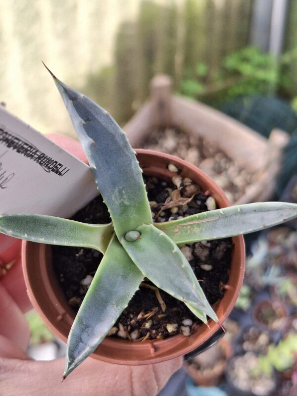 Agave Montana