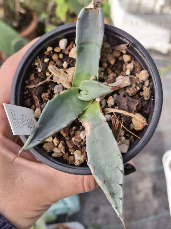 Agave Montana - Image 2